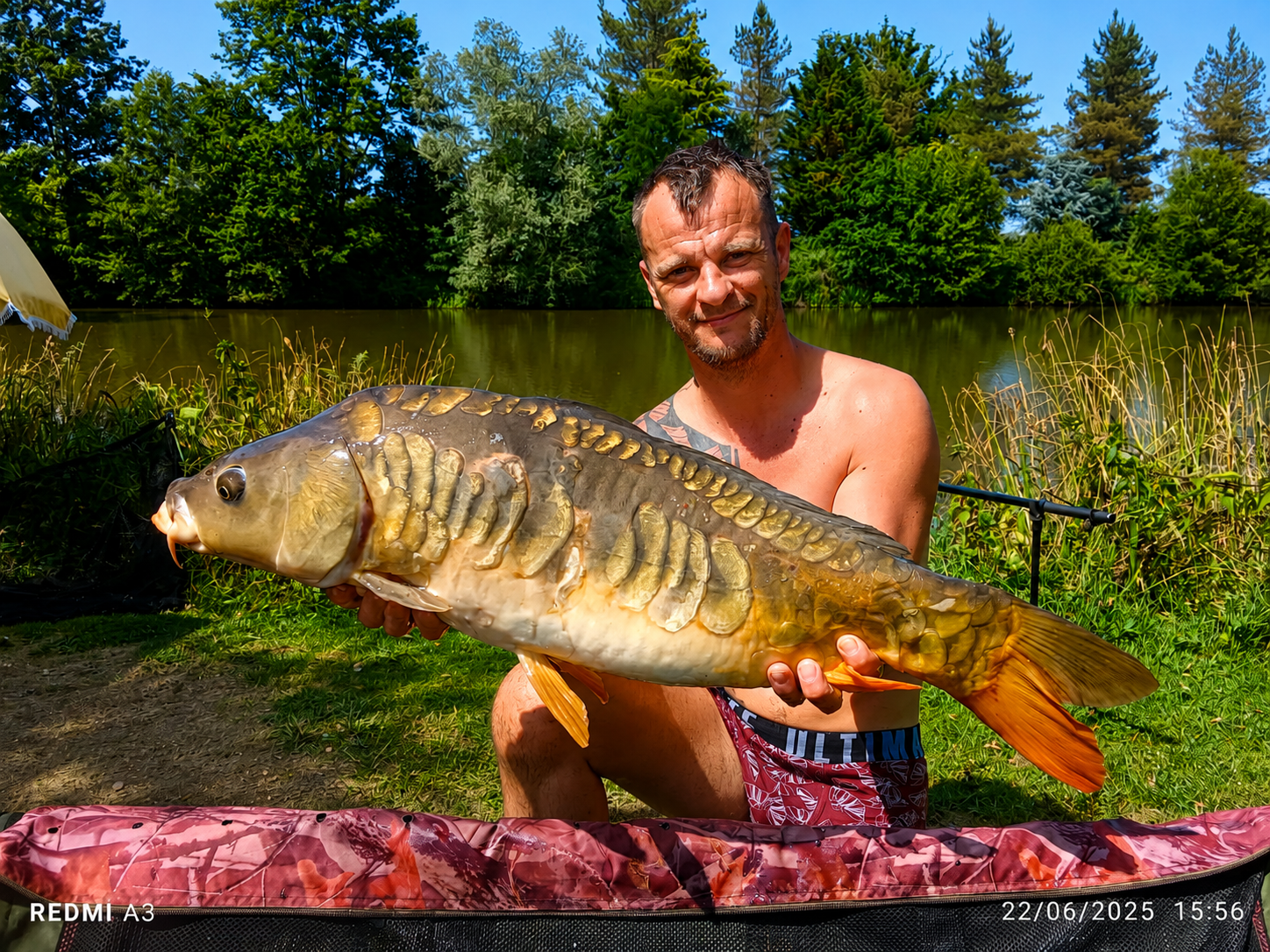 Close-up of large carp scales — beautiful markings